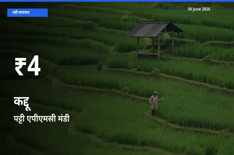 रिकॉर्ड गिरावट नहीं, लेकिन 30 दिन का न्यूनतम! पट्टी एपीएमसी में कद्दू के दाम फिसले