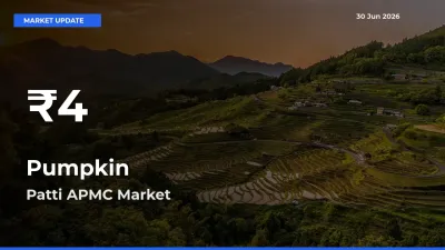 Pumpkin Hits 30-Day Low in Patti APMC