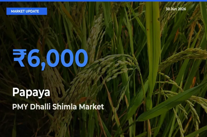 Papaya Mandi Rate Today: PMY Dhalli Shimla Tops the List