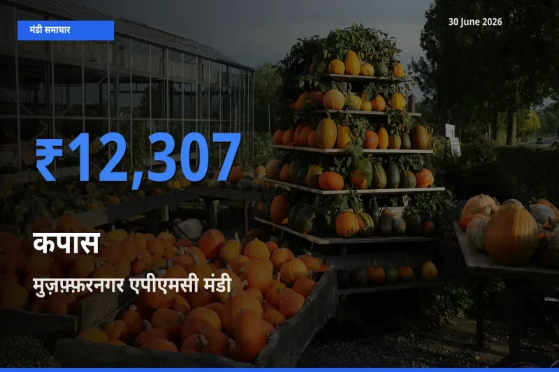 मुज़फ़्फ़रनगर एपीएमसी मंडी में कपास ₹12,307 पर पहुँचा – आज का सर्वोच्च भाव