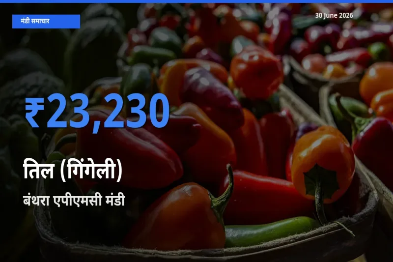 टॉप मंडी बना बंथरा एपीएमसी! तिल (गिंगेली) के सबसे ऊँचे दाम यहीं दर्ज