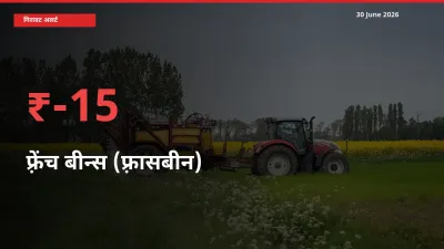 बाज़ार संकेत: फ़्रेंच बीन्स (फ़्रासबीन) के भाव मंडी में 15.16% नीचे