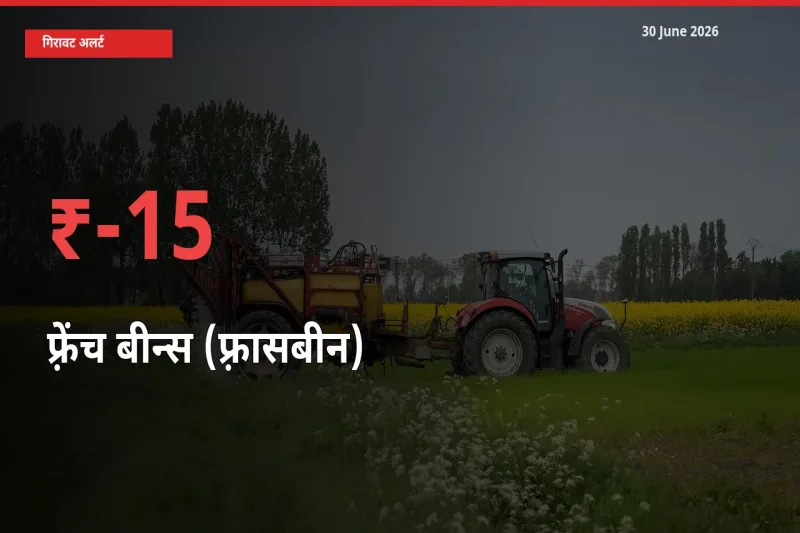 बाज़ार संकेत: फ़्रेंच बीन्स (फ़्रासबीन) के भाव मंडी में 15.16% नीचे