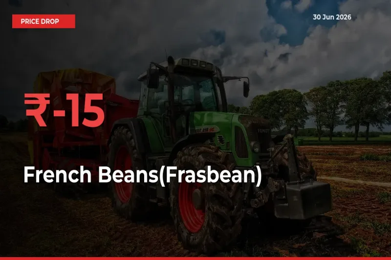 Farmers Alert as French Beans(Frasbean) Prices Slide 15.16% in Local Mandis
