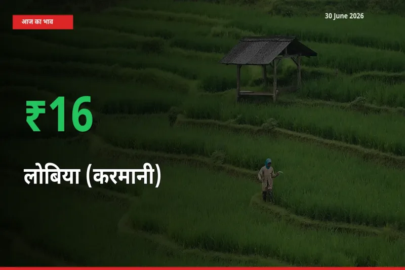 लोबिया (करमानी) के दाम प्रमुख मंडी में 15.93% बढ़े, 24 घंटे में बड़ा बदलाव