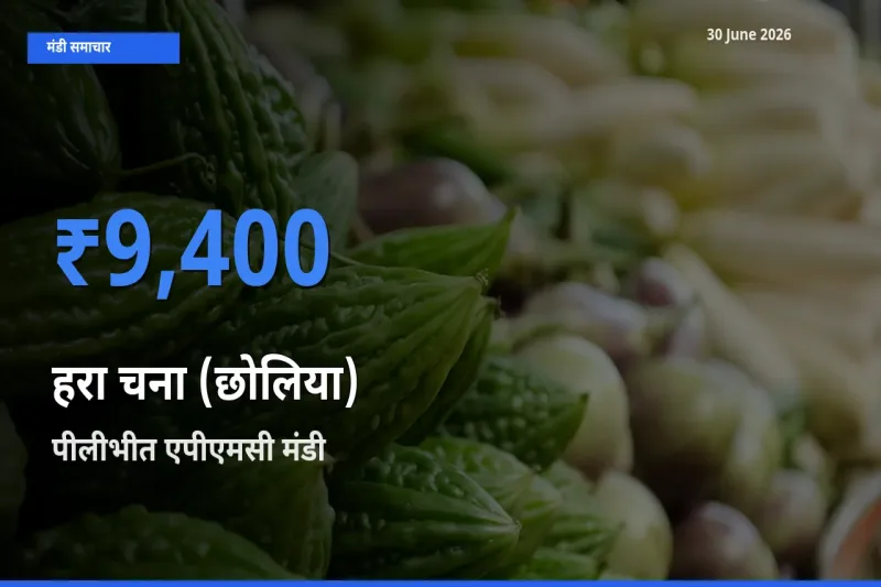 टॉप मंडी बना पीलीभीत एपीएमसी! हरा चना (छोलिया) के सबसे ऊँचे दाम यहीं दर्ज