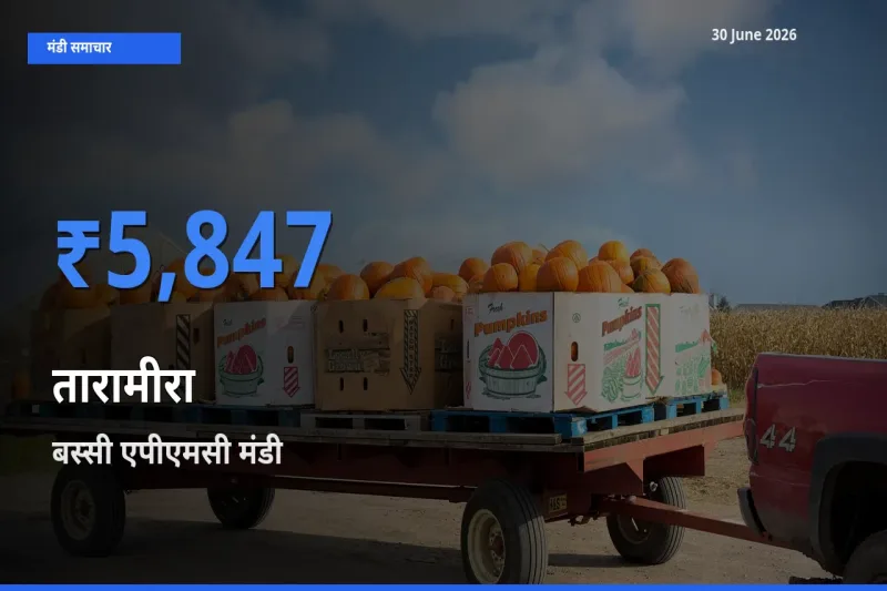 टॉप मंडी बना बस्सी एपीएमसी! तारामीरा के सबसे ऊँचे दाम यहीं दर्ज
