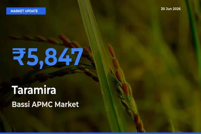 Bassi APMC Tops Taramira Rates – June 30 Market Update