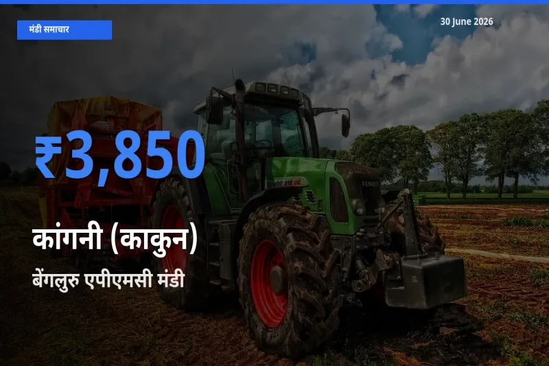 आज का मंडी भाव: कांगनी (काकुन) के सबसे ज़्यादा दाम बेंगलुरु एपीएमसी में