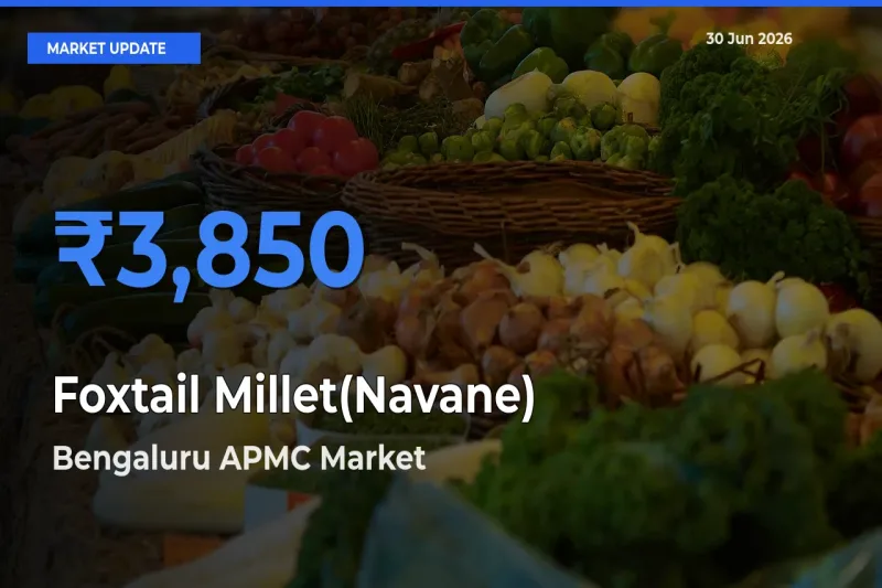 Bengaluru APMC Offers ₹3,850 – Highest Foxtail Millet(Navane) Rate Today