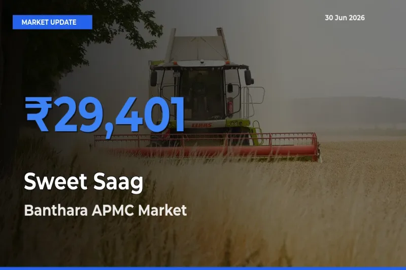 Banthara APMC Leads as Top Mandi for Sweet Saag Prices