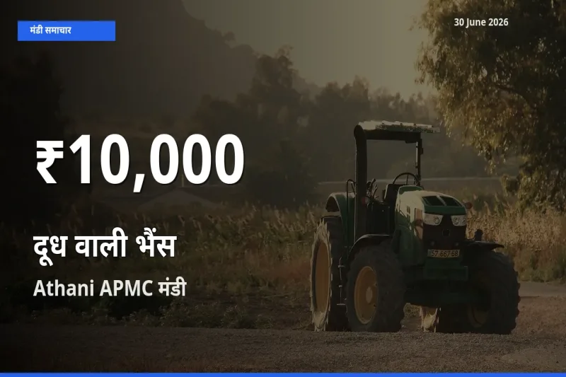 किसानों के लिए चिंता का विषय? दूध वाली भैंस के दाम Athani APMC में 30 दिन के न्यूनतम स्तर पर