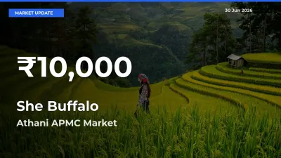 Why She Buffalo Prices Slumped in Athani APMC – 30-Day Low Today