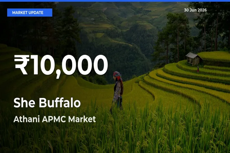 Why She Buffalo Prices Slumped in Athani APMC – 30-Day Low Today