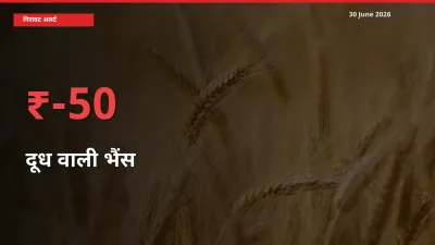 अचानक झटका! मंडी में दूध वाली भैंस के दाम 50% टूटे