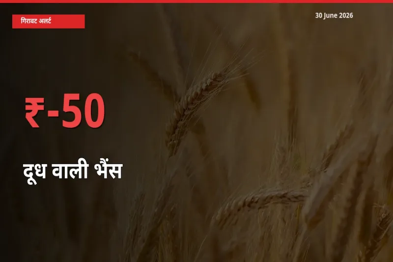 अचानक झटका! मंडी में दूध वाली भैंस के दाम 50% टूटे