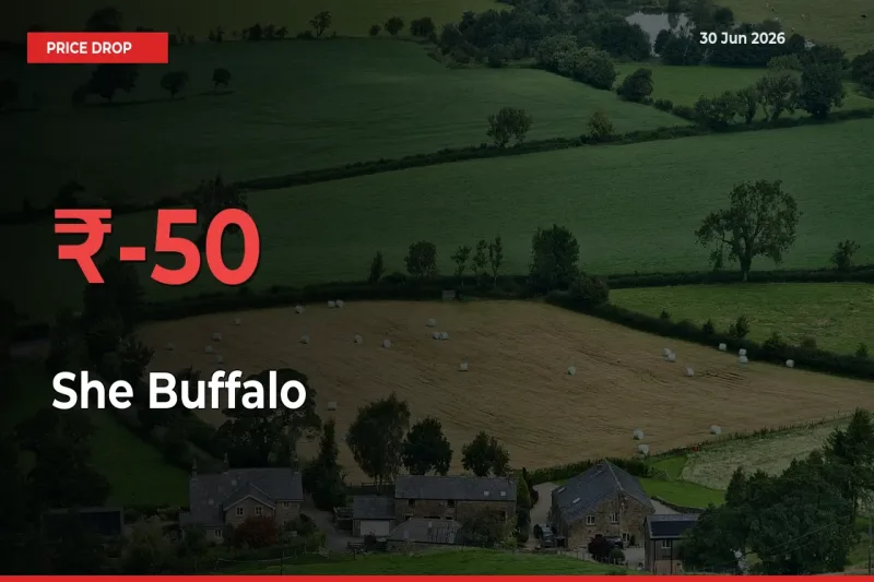 She Buffalo Falls 50% at Mandis