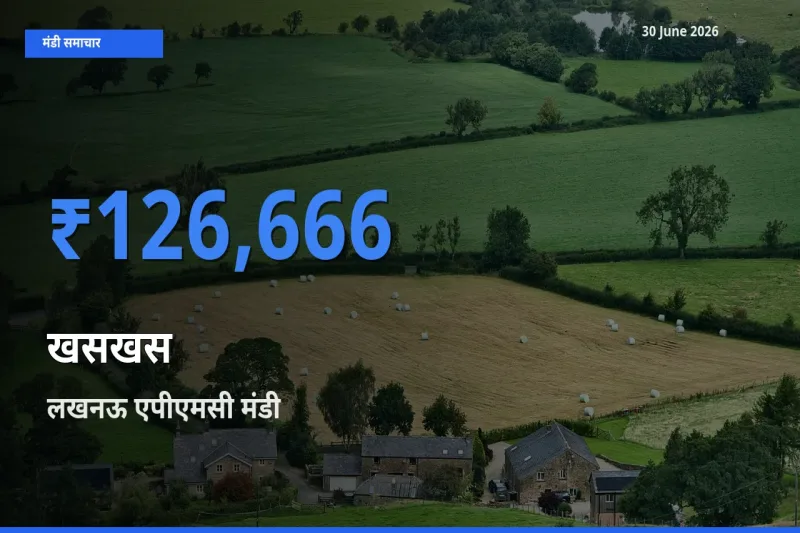 30 June अपडेट: खसखस के सबसे ऊँचे दाम लखनऊ एपीएमसी मंडी में