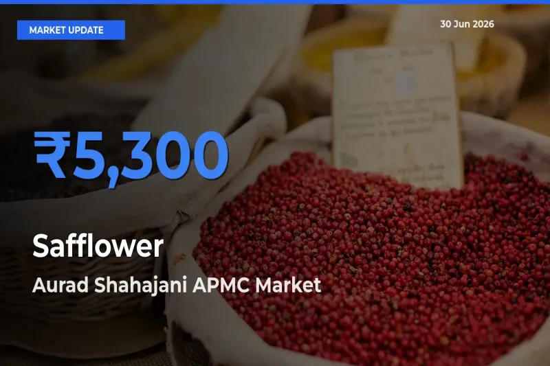 Aurad Shahajani APMC Offers ₹5,300 – Highest Safflower Rate Today