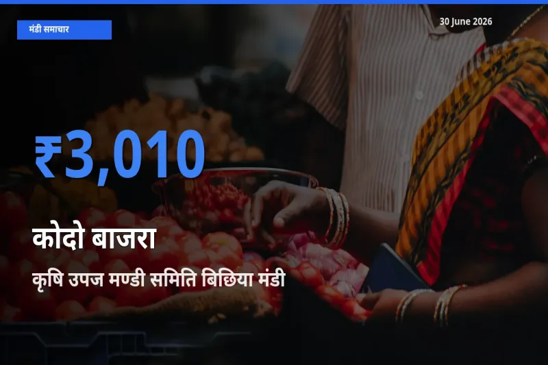 किसानों की पसंद बना कृषि उपज मण्डी समिति बिछिया, कोदो बाजरा के सबसे अच्छे दाम
