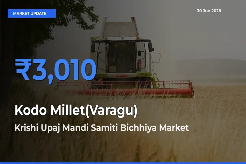 Market Watch: Krishi Upaj Mandi Samiti Bichhiya Becomes Top Mandi for Kodo Millet(Varagu)