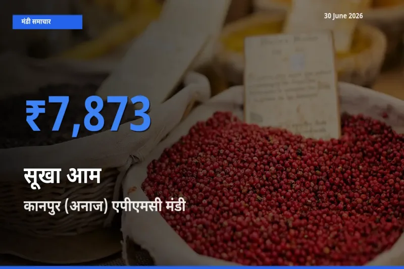 कानपुर (अनाज) एपीएमसी मंडी में आज सूखा आम के सबसे ऊँचे दाम दर्ज