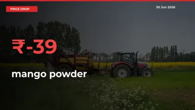 mango powder Prices Drop 38.99% in 24 Hours at Major Mandis