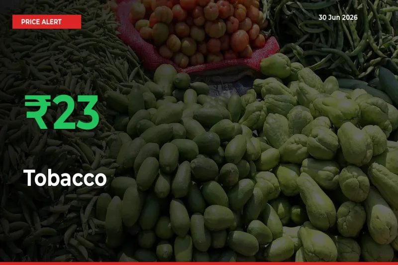 Tobacco Prices Rise 23.01% in a Day at Major Mandis