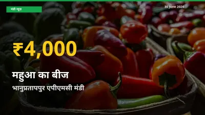 भानुप्रतापपुर एपीएमसी में महुआ का बीज ₹4,000 पर पहुँचा – अब तक का उच्चतम भाव