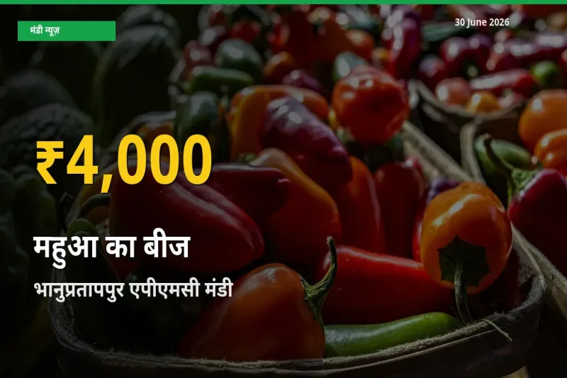 भानुप्रतापपुर एपीएमसी में महुआ का बीज ₹4,000 पर पहुँचा – अब तक का उच्चतम भाव