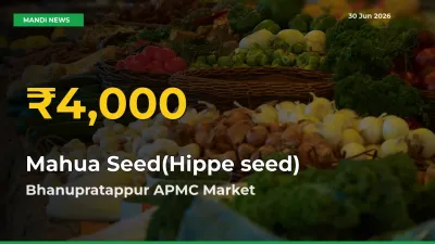 Big Jump in Mahua Seed(Hippe seed) Prices! Bhanupratappur APMC Records New Peak Today