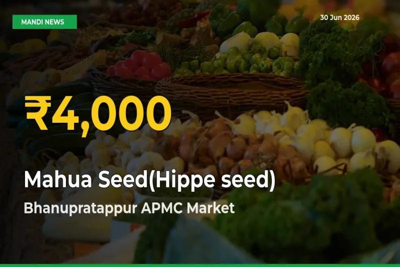 Big Jump in Mahua Seed(Hippe seed) Prices! Bhanupratappur APMC Records New Peak Today