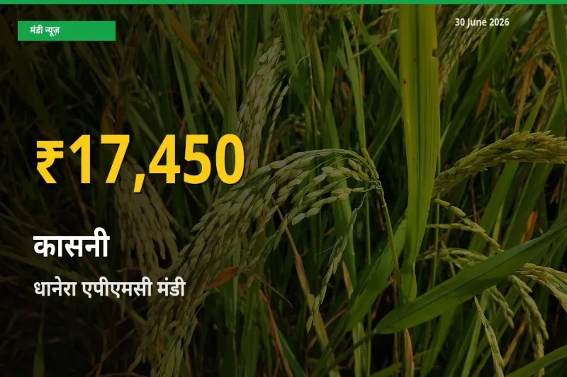कासनी के भावों में जबरदस्त उछाल, धानेरा एपीएमसी में नया उच्च स्तर