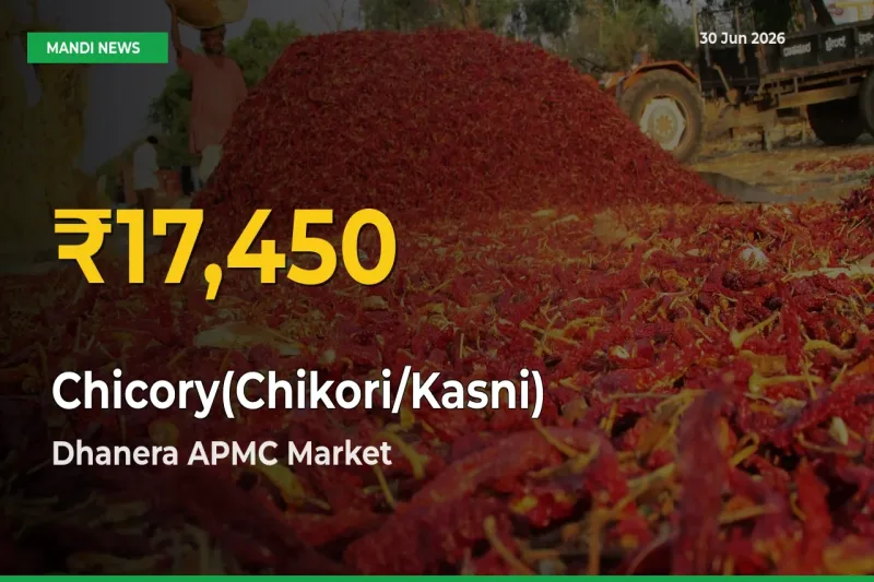 Big Jump in Chicory(Chikori/Kasni) Prices! Dhanera APMC Records New Peak Today