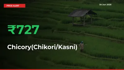 Sharp Jump! Chicory(Chikori/Kasni) Prices Climb 726.67% in 24 Hours at Key Mandis