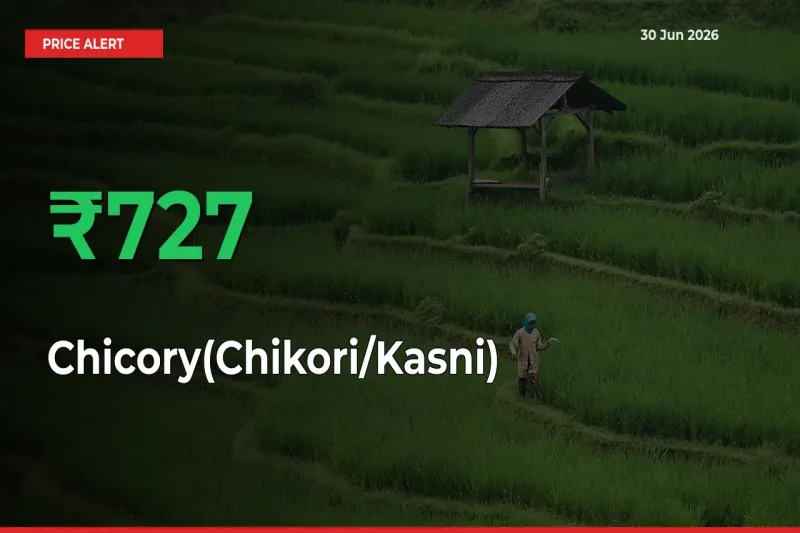 Sharp Jump! Chicory(Chikori/Kasni) Prices Climb 726.67% in 24 Hours at Key Mandis