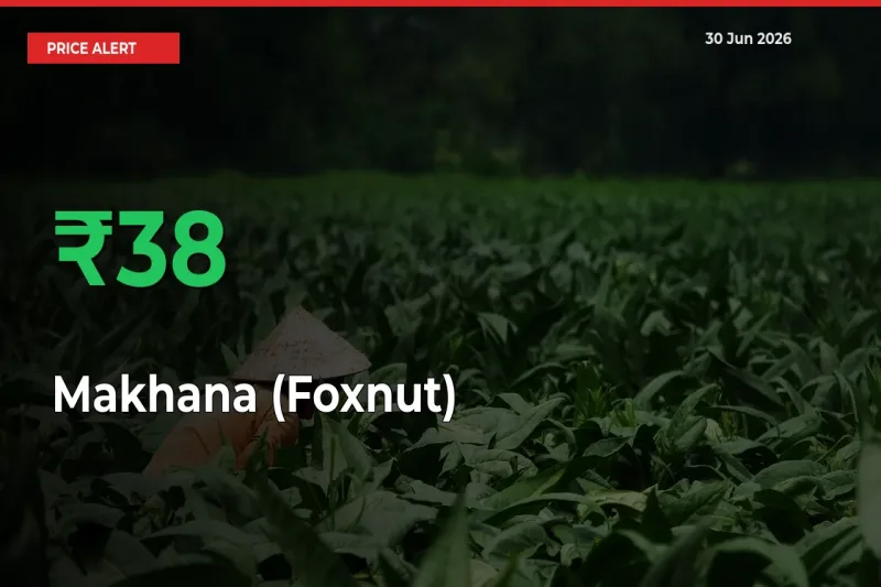 37.94% Spike in Makhana (Foxnut) Prices – Mandi Sees Sudden Rally