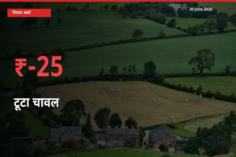 अचानक झटका! मंडी में टूटा चावल के दाम 25.41% टूटे