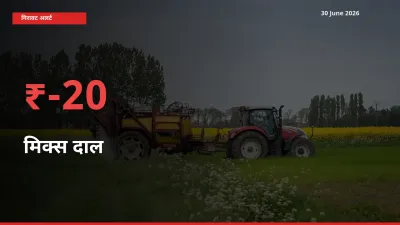 मिक्स दाल 19.53% गिरा, मंडी