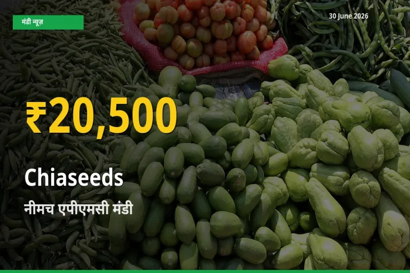 किसानों के लिए खुशखबरी! नीमच एपीएमसी में Chiaseeds के दाम रिकॉर्ड स्तर पर