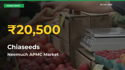 Fresh Record! Chiaseeds Price Climbs to New High in Neemuch APMC