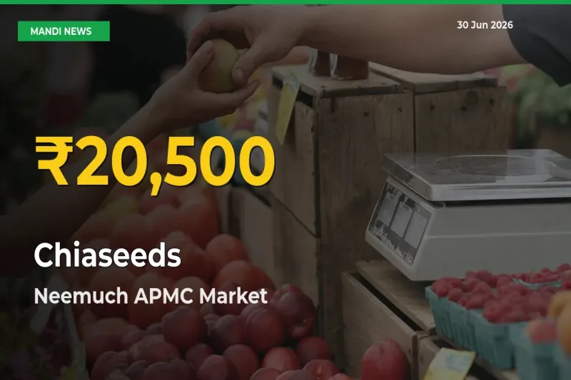Fresh Record! Chiaseeds Price Climbs to New High in Neemuch APMC