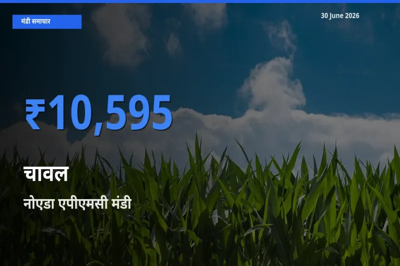 आज का मंडी भाव: चावल के सबसे ज़्यादा दाम नोएडा एपीएमसी में