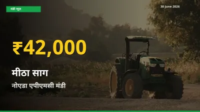 रिकॉर्ड तेज़ी! नोएडा एपीएमसी में मीठा साग ₹42,000 पर पहुँचा