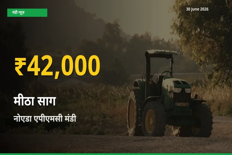 रिकॉर्ड तेज़ी! नोएडा एपीएमसी में मीठा साग ₹42,000 पर पहुँचा