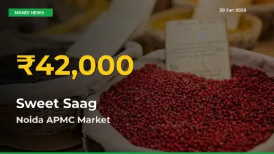 Sweet Saag Hits Fresh High in Noida APMC Today