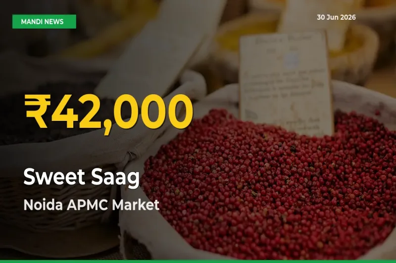 Sweet Saag Hits Fresh High in Noida APMC Today