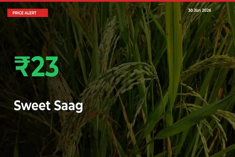Sudden 22.96% Rally in Sweet Saag Prices Across Mandis