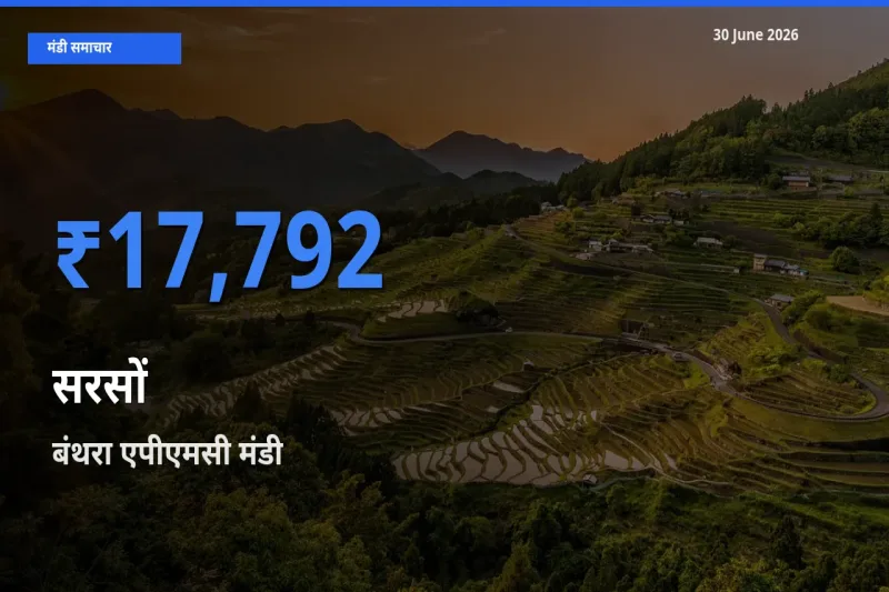 आज सरसों के सबसे ऊँचे दाम ₹17,792 बंथरा एपीएमसी मंडी में