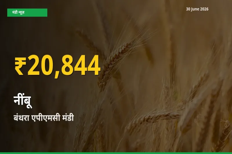नींबू के भावों में जबरदस्त उछाल, बंथरा एपीएमसी में नया उच्च स्तर